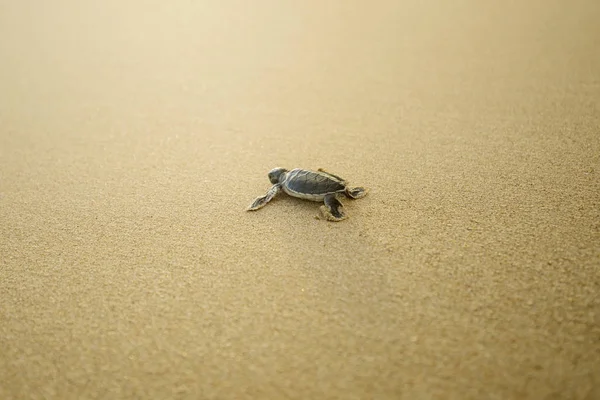 Imagem Uma Tartaruga Bebê Andando Praia Areia Praia Pangumbahan Sukabumi — Fotografia de Stock