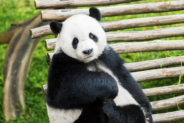 Sevimli dev panda doğada kamera karşı karşıya