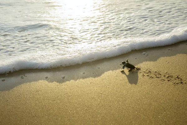 Imagen Pequeñas Tortugas Marinas Arrastrándose Playa Arena Hacia Mar Playa —  Fotos de Stock