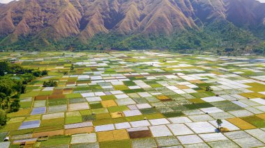 Sembalun harika tarım arazileri sahne yakınındaki Rinjani volkan Lombok, Endonezya