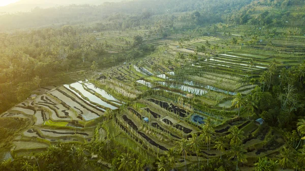 Vue Aérienne Des Rizières Avec Système Terrasses Tetebatu Tourné Lombok — Photo