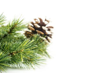 Noel ağacı koni dekorasyon, beyaz arka plan üzerinde izole için şube ve çam. Stüdyoda vurdu