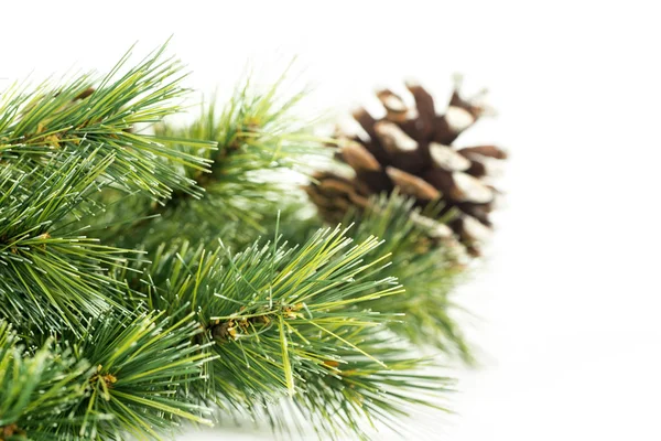 Nahaufnahme Eines Weihnachtsbaumzweiges Mit Tannenzapfen Isoliert Auf Weißem Hintergrund Gedreht — Stockfoto