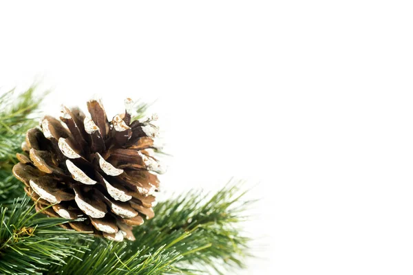 Pine Cone Branch Fir Tree Christmas Decoration Studio Isolated White — Stock Photo, Image