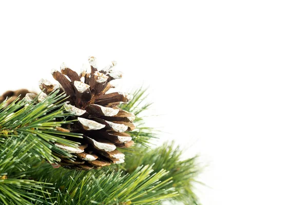 Closeup Pine Cone Christmas Tree Twig Decoration Studio Isolated White — Stock Photo, Image