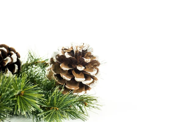 Coni Pino Sul Ramo Dell Albero Natale Isolati Sfondo Bianco — Foto Stock
