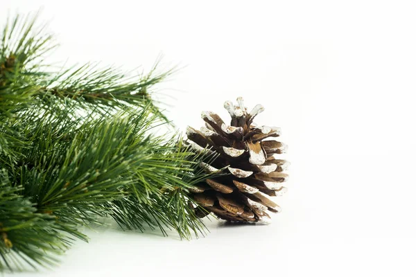 Tak Van Spar Spar Boom Pine Kegels Voor Kerstdecoratie Geïsoleerd Stockafbeelding