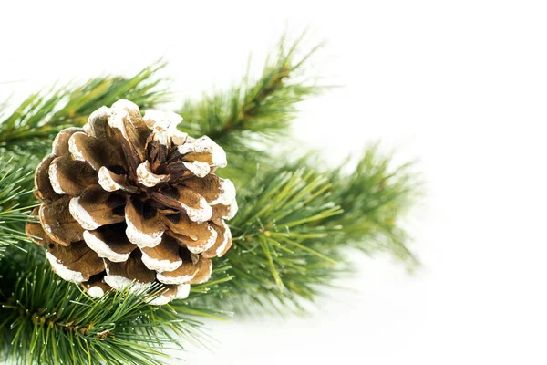 Šiška Větvi Jehličnatého Stromu Pro Vánoční Dekorace Ateliéru Izolované Bílém Royalty Free Stock Obrázky