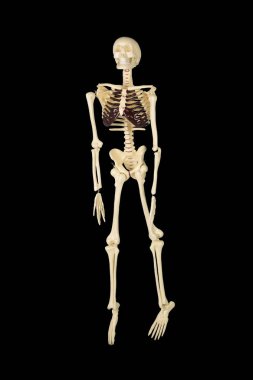 İnsan iskeleti koyu arka plan stüdyo tam uzunlukta