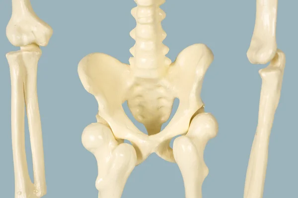 Close Esqueleto Pelve Humana Com Coluna Vertebral Fundo Cinza — Fotografia de Stock