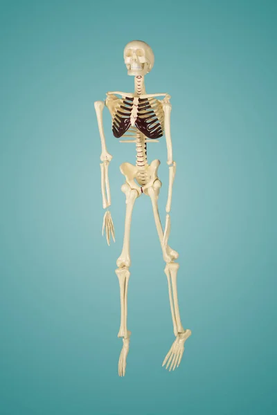 Full length of human skeleton model in the studio with green screen — Stock Image Full Length Human Skeleton Model Studio Green Screen Stock Picture