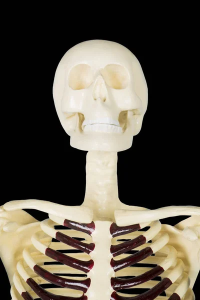 Close up of human skull anatomy with dark background — Stock Image Close Human Skull Anatomy Dark Background Stock Image
