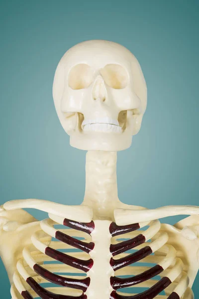 Close Van Realistische Menselijke Schedel Anatomie Studio Met Groen Scherm — Stockfoto