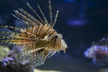 Malang, Endonezya akvaryumda Batu gizli Hayvanat Bahçesi, yüzme egzotik Lionfish yakın çekim