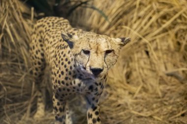 Doldurulmuş cheetah Batu gizli hayvanat bahçesinde Malang, Endonezya kamerada bakarak, yakın çekim