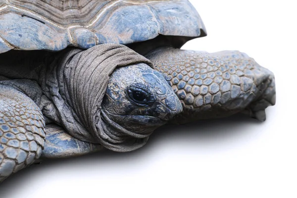 Närbild Aldabra Sköldpadda Som Kallas Största Sköldpadda Världen Isolerad Vit — Stockfoto
