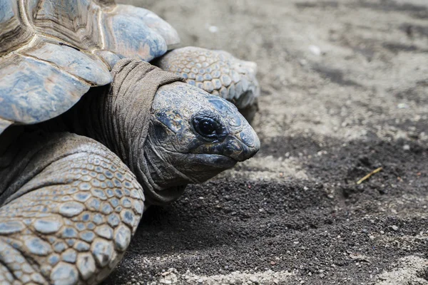 Close Tartaruga Aldabra Rastejando Areia Zoológico Batu Secret Malang Indonésia — Fotografia de Stock