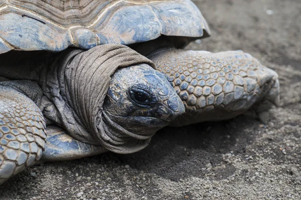 Aldabra Tortoise Utrotningshotade Djur Batu Secret Zoo Malang East Java — Stockfoto