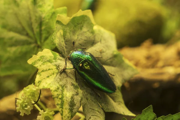 Primer Plano Del Hermoso Escarabajo Jewel Posado Una Hoja Batu — Foto de Stock