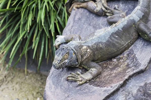 Immagine Iguana Marina Appoggiata Sulla Pietra Dello Zoo Segreto Batu — Foto Stock