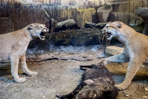 Imagem Duas Leoas Pelúcia Lutando Para Arrancar Uma Presa Zoológico — Fotografia de Stock