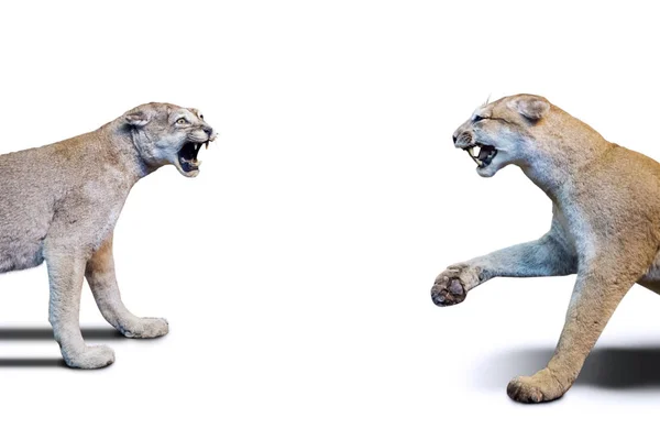 Image Two Stuffed Lioness Roaring Each Other Studio Isolated White — Stock Photo, Image