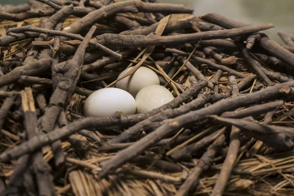 Close Bird Nest Dry Branches Three Eggs — Stock Photo, Image