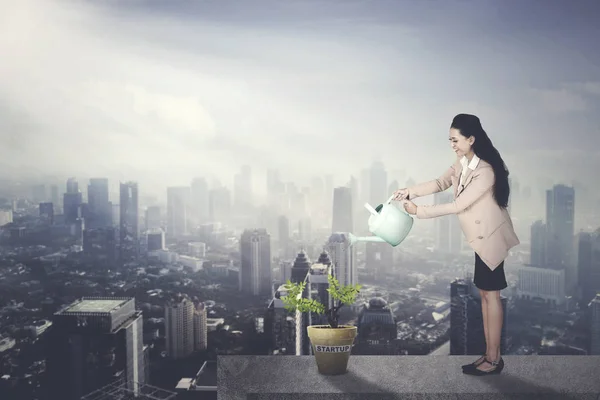 屋上のスタートアップの単語からポットに植物に水をまく女性起業家のイメージ — ストック写真