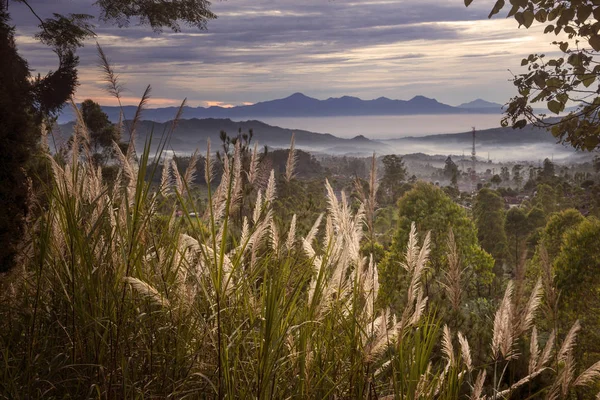 Beautiful misty mountain with reed grass at dusk — Stock Photo, Image