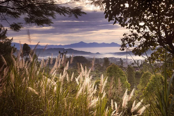 Beautiful reed grass with misty mountain — Stock Photo, Image