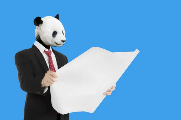 Architekt Panda sprawdzanie plany — Zdjęcie stockowe