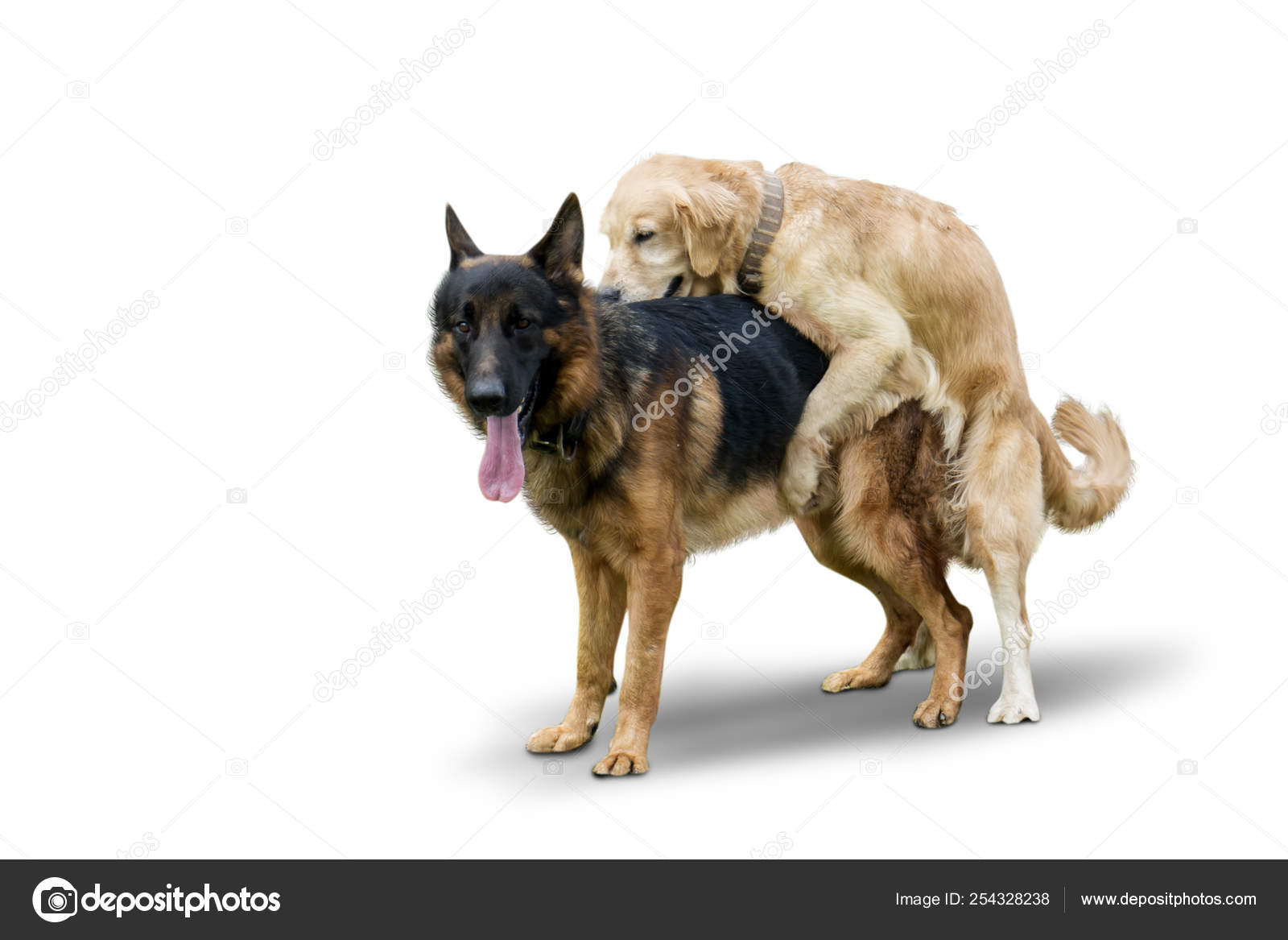 Retriever dog mates with German 