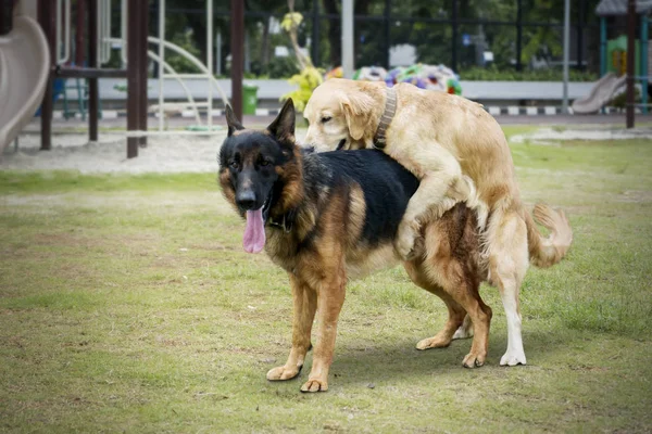 Retriever dog making love with Shepherd dog — Stock Photo, Image