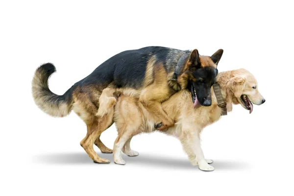 Pastor cão fazendo amor com cão Retriever — Fotografia de Stock