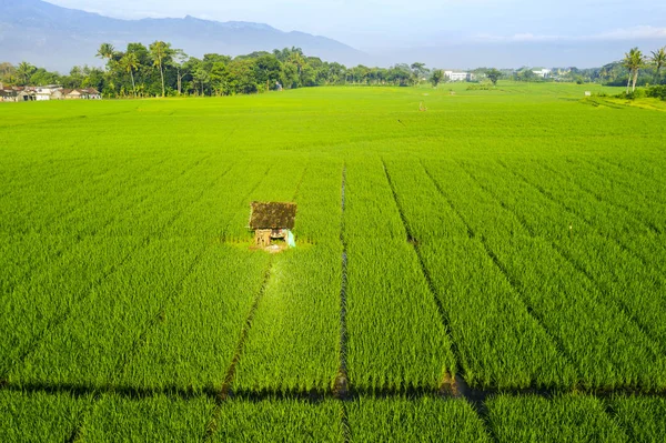 Уродливая хижина посреди зеленого рисового поля — стоковое фото