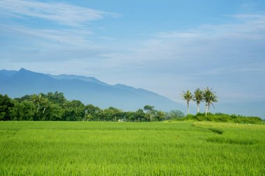 Dağ arka plan ile güzel yeşil pirinç alanı