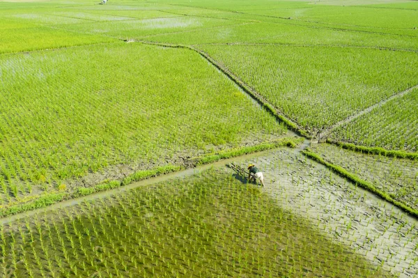 Asiatique agriculteur hersage rizières — Photo
