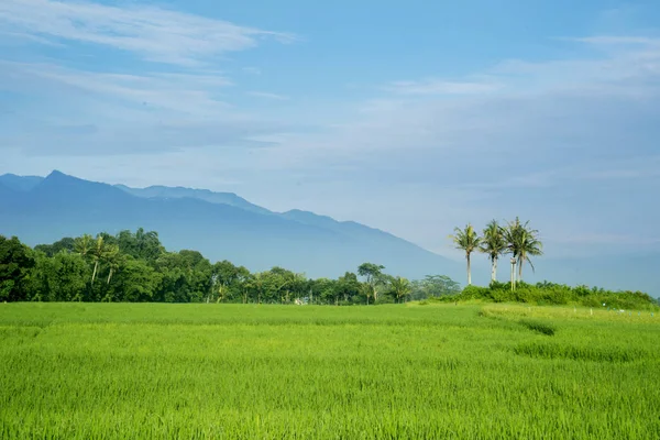 Hermoso campo de arroz verde con fondo de montaña — Foto de Stock