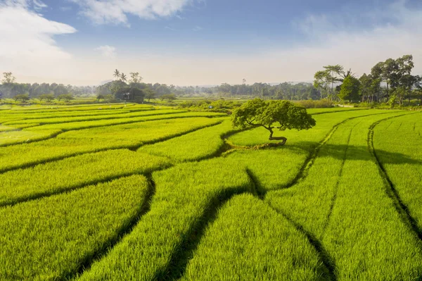 Зеленое рисовое поле с деревьями в солнечный день — стоковое фото