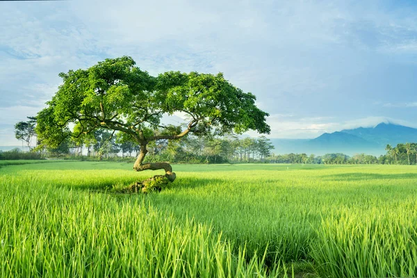 Красивое рисовое поле с большим деревом — стоковое фото