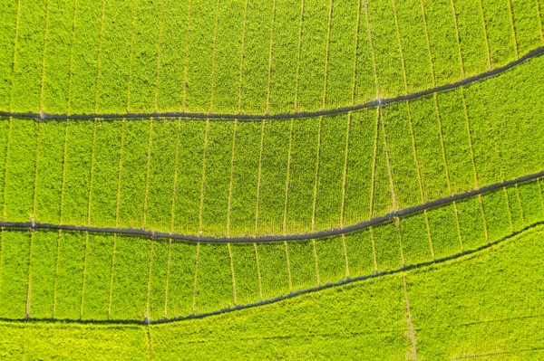 Hermosas plantas de arroz verde en terrazas — Foto de Stock