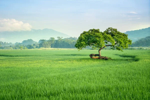 Большое дерево в поле с горным фоном — стоковое фото