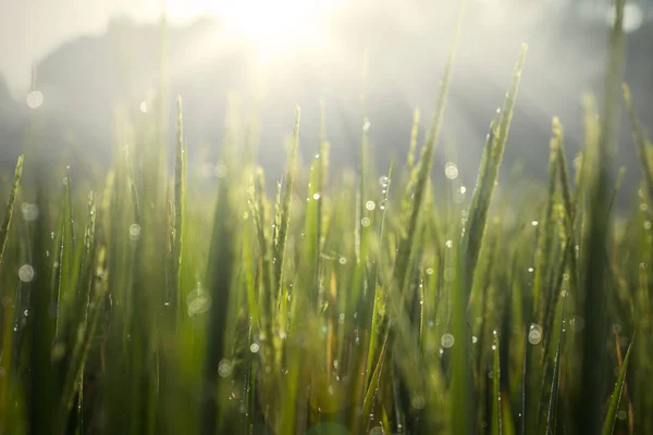 O orvalho cai em um campo de arroz paddy — Fotografia de Stock