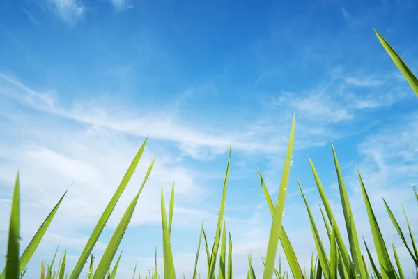 Dagg på gräs med blå himmel bakgrund — Stockfoto