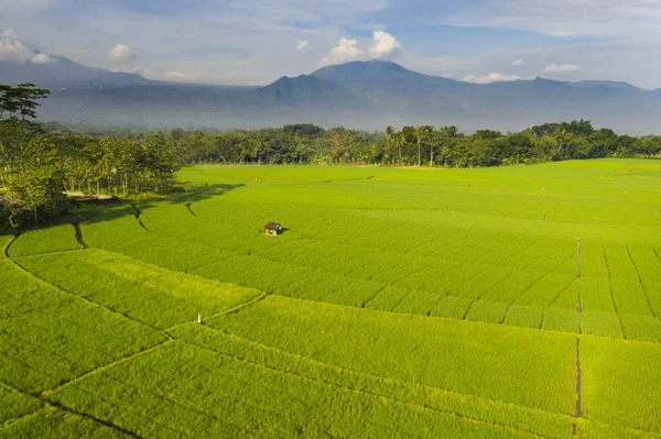 Campo de arroz exótico en el fondo de montaña — Foto de Stock