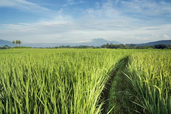 Campo de arroz verde con fondo de montaña brumoso — Foto de Stock