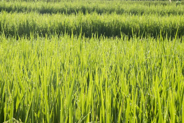 Grüne Reisblätter mit Tautropfen — Stockfoto