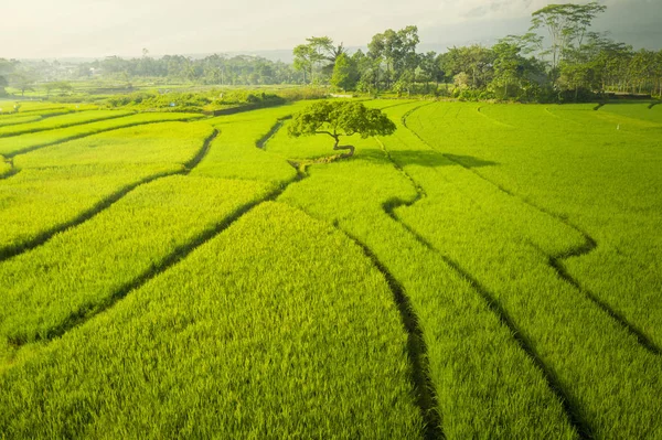 Зеленое рисовое поле в солнечный день на Бали — стоковое фото