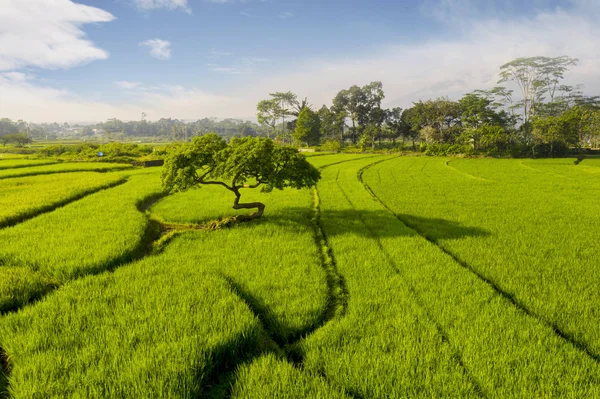 Campo de arroz verde con un gran árbol en Bali — Foto de Stock