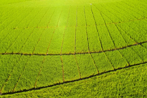 Campo de arroz verde com caminhos em Bali — Fotografia de Stock